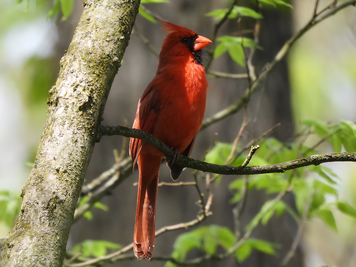 Northern Cardinal - ML636104842