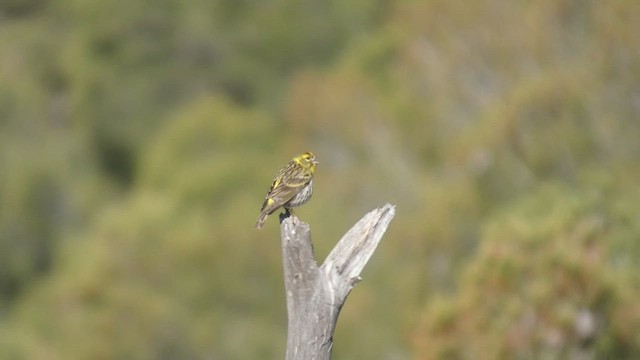 European Serin - ML636104856