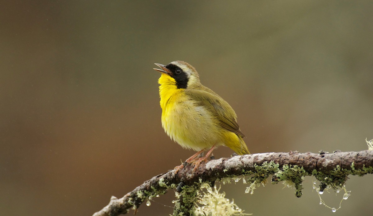 Common Yellowthroat - ML636105069