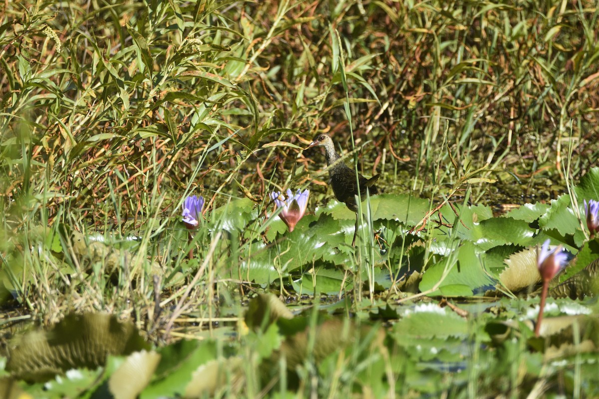 Allen's Gallinule - ML636105099