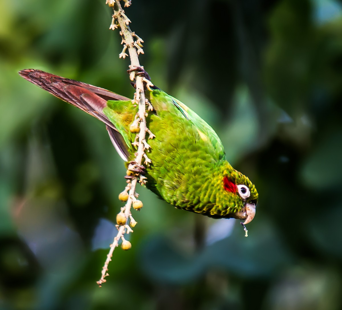 Sulphur-winged Parakeet - ML636105126