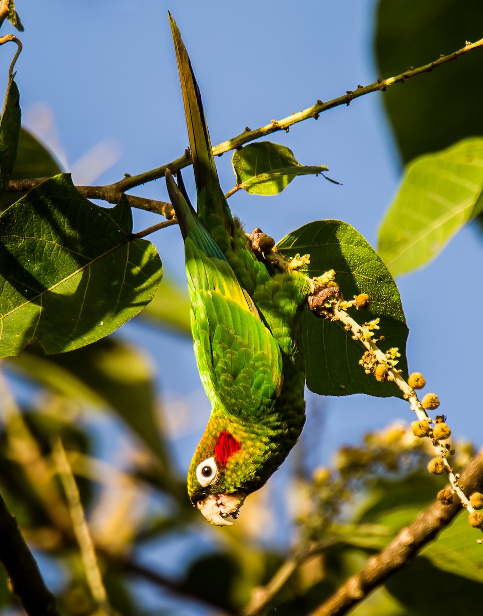 Sulphur-winged Parakeet - ML636105127