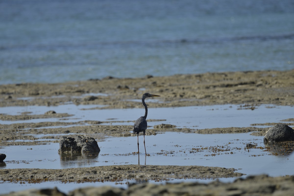 Humblot's Heron - ML636105151