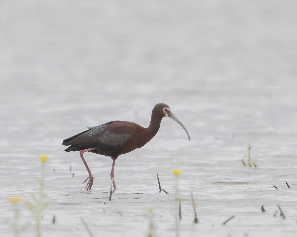White-faced Ibis - ML636105166