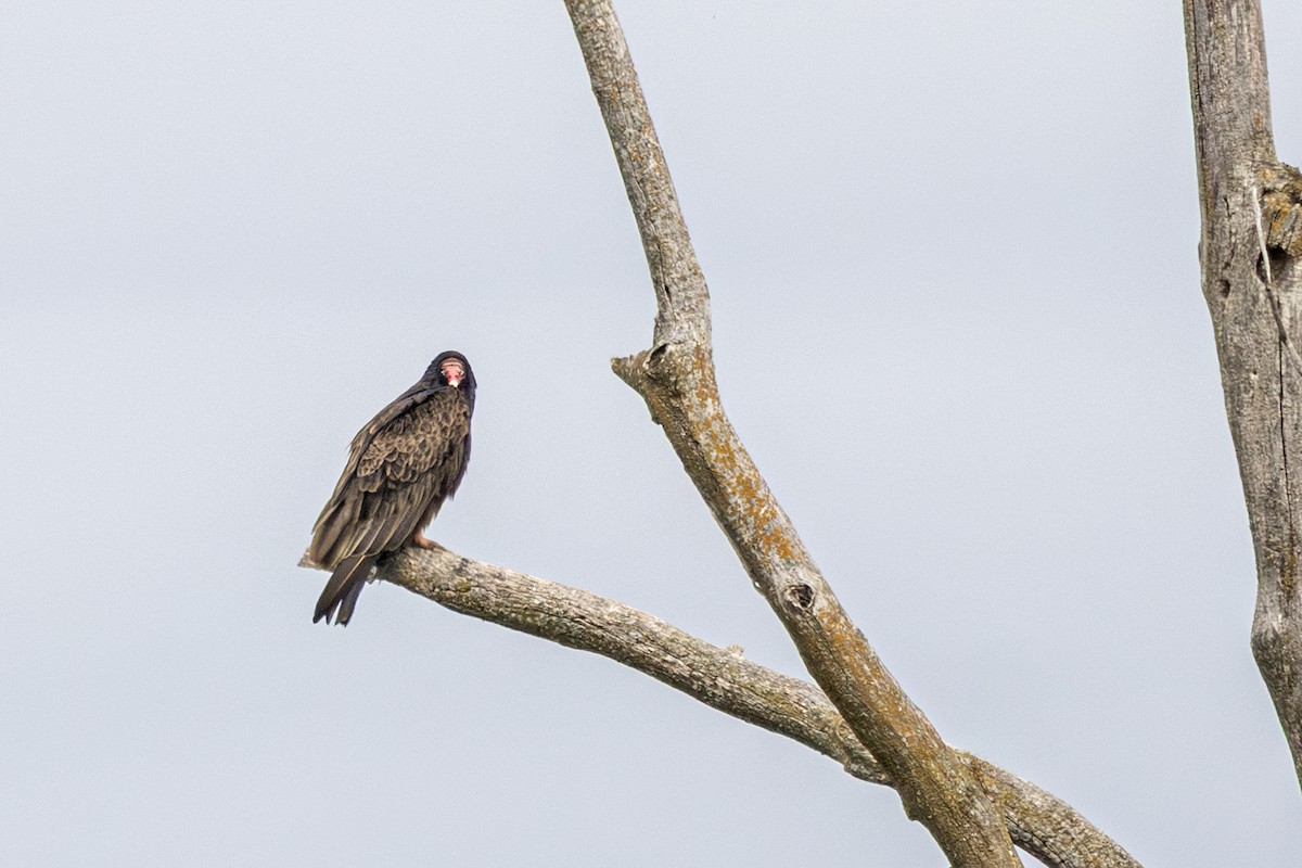 Turkey Vulture - ML636105353