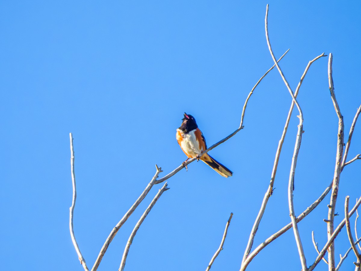 Spotted Towhee - ML636105373