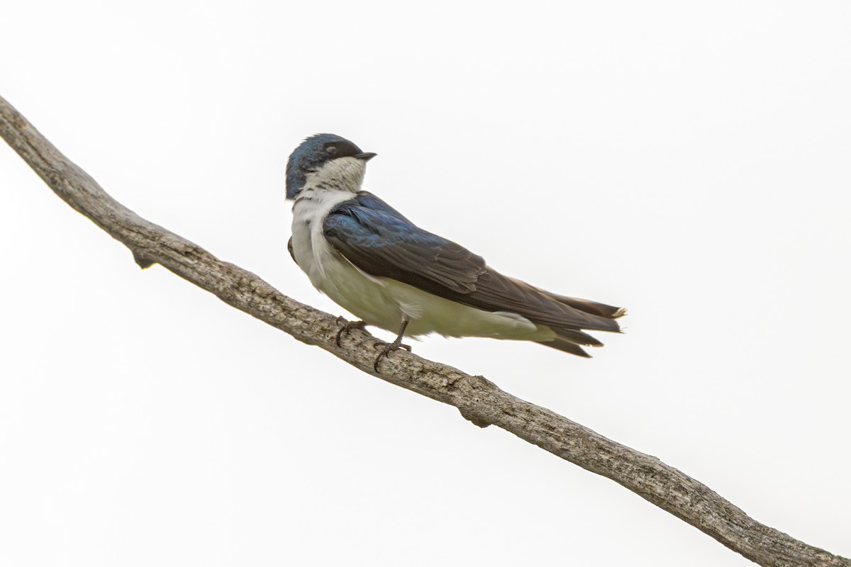 Tree Swallow - ML636105384