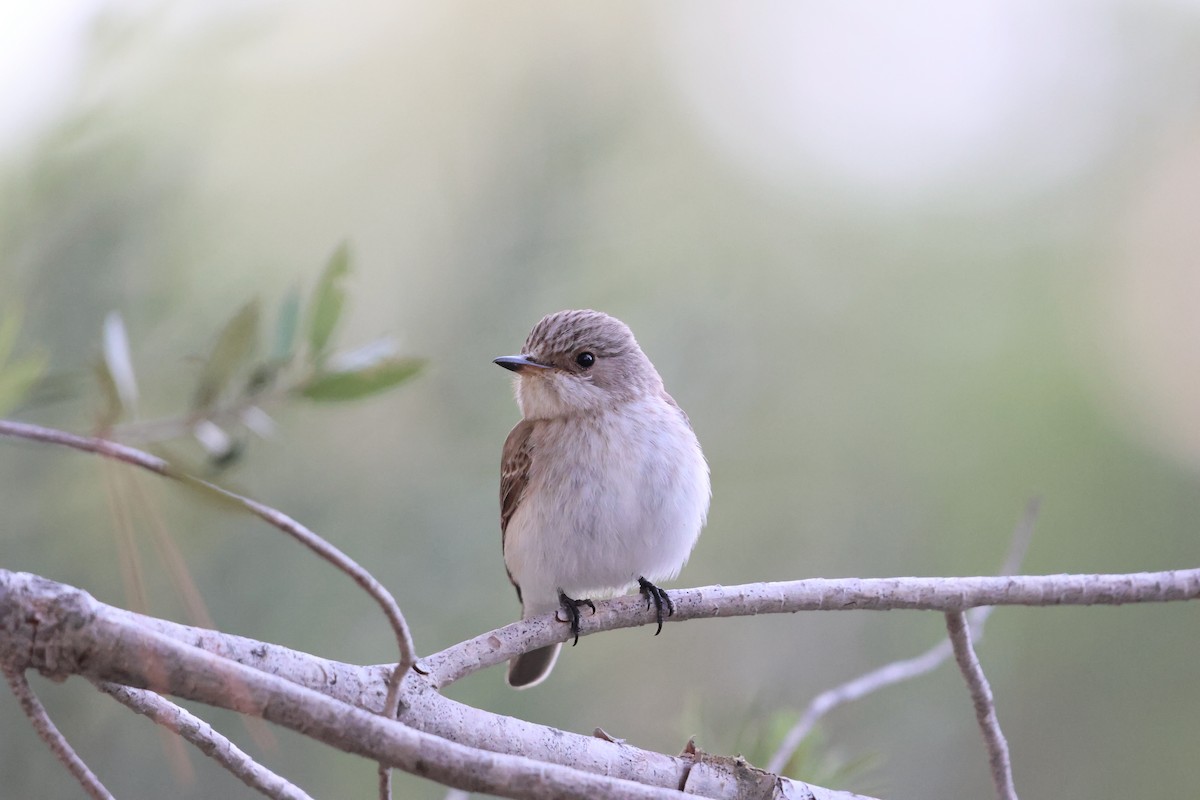 Spotted Flycatcher (Mediterranean) - ML636105385