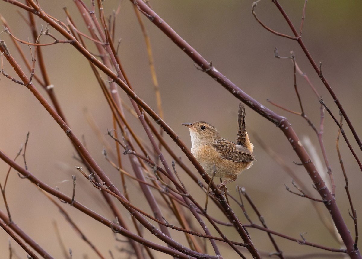 Sedge Wren - ML636105387