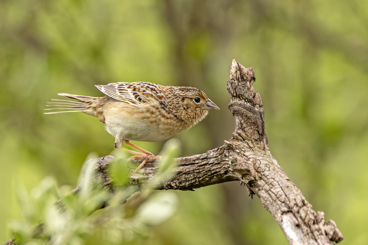 Grasshopper Sparrow - ML636105402