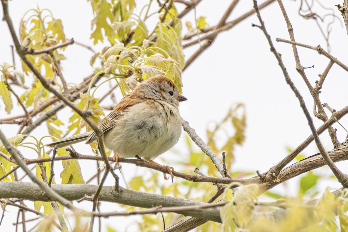 Field Sparrow - ML636105412