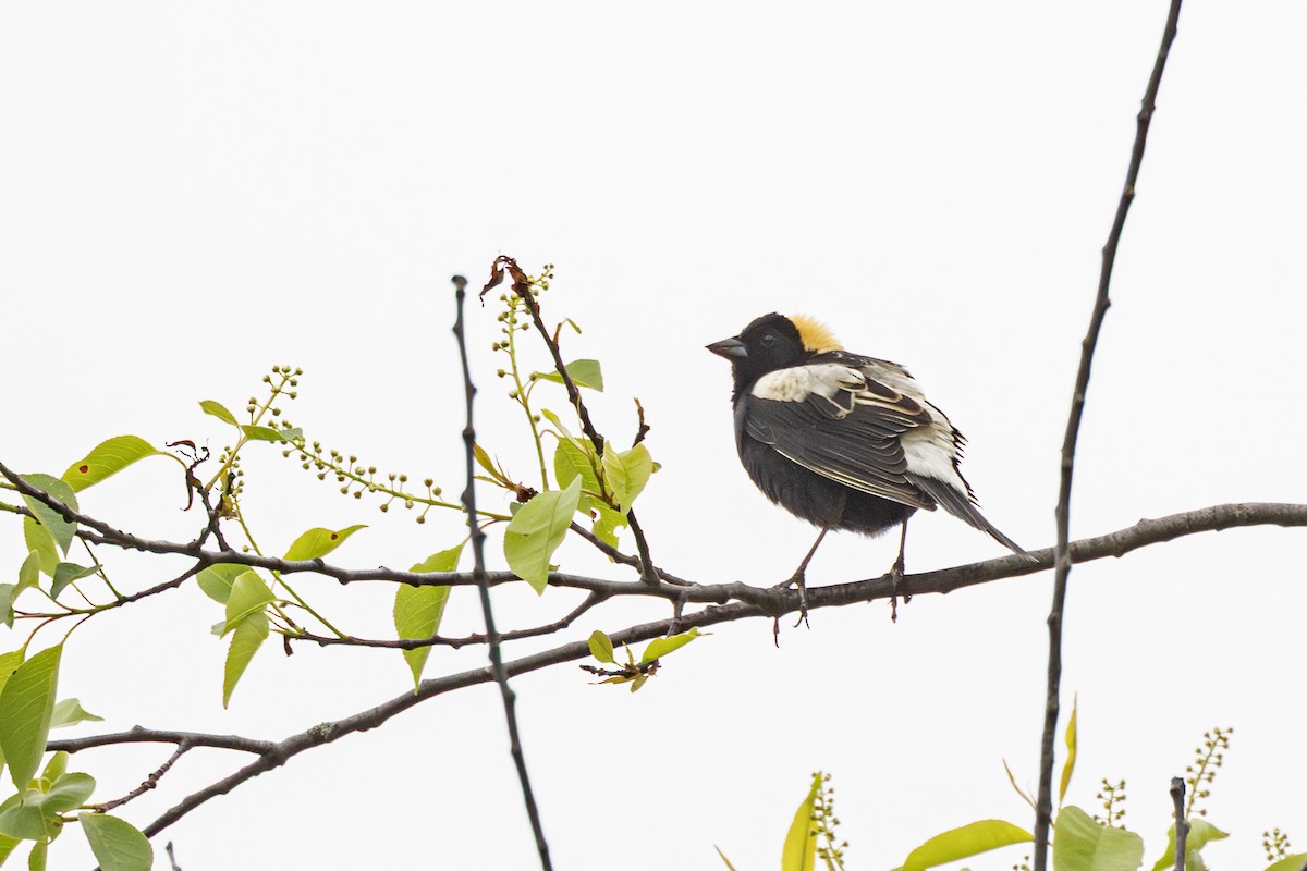 Bobolink - ML636105421