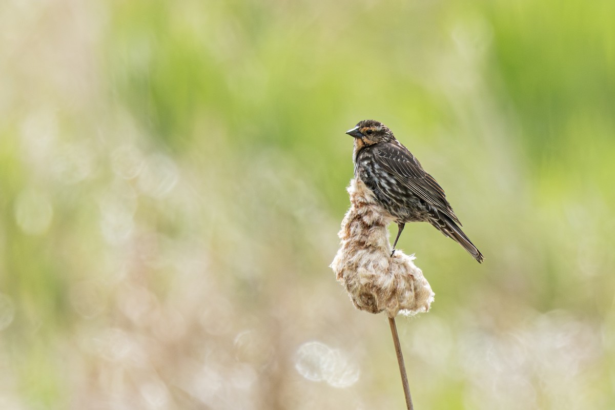 Red-winged Blackbird - ML636105440