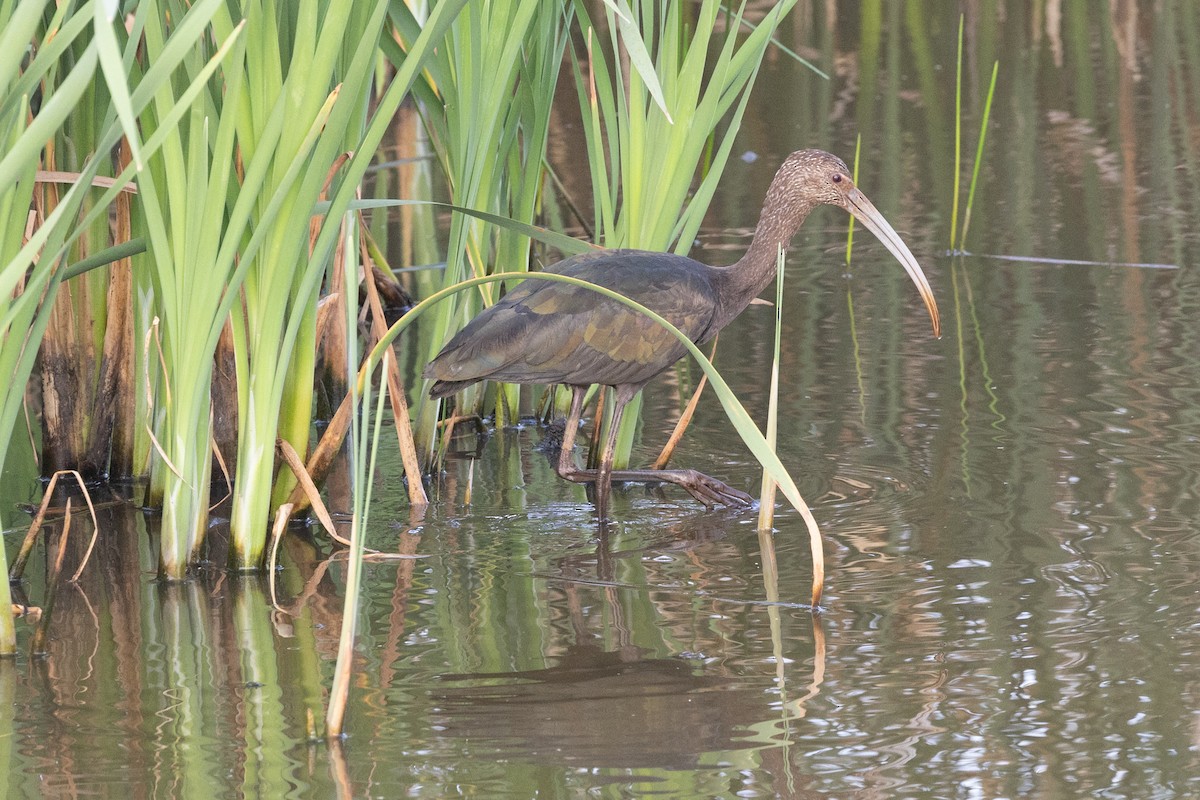 White-faced Ibis - ML636105498