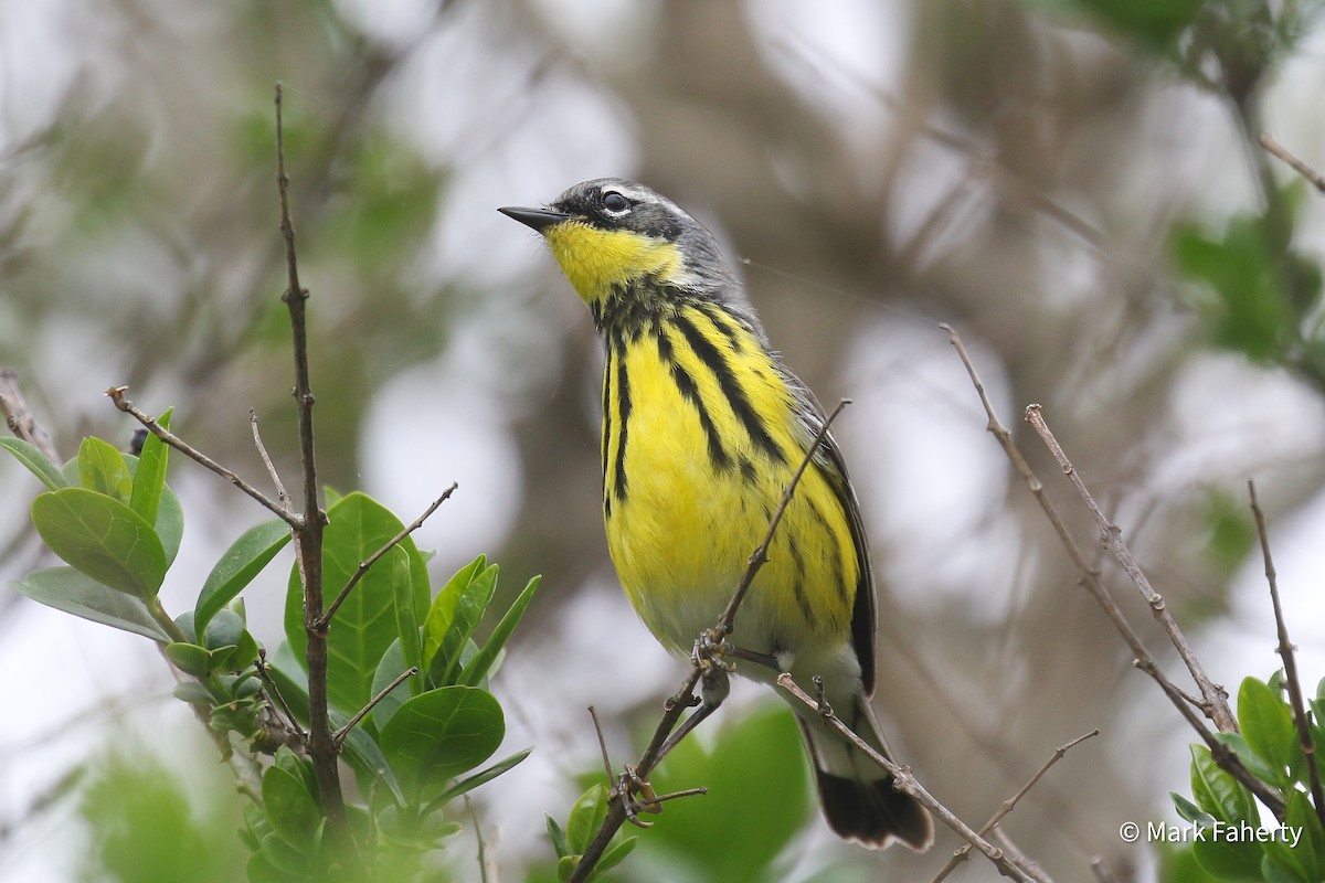 Magnolia Warbler - ML636105573
