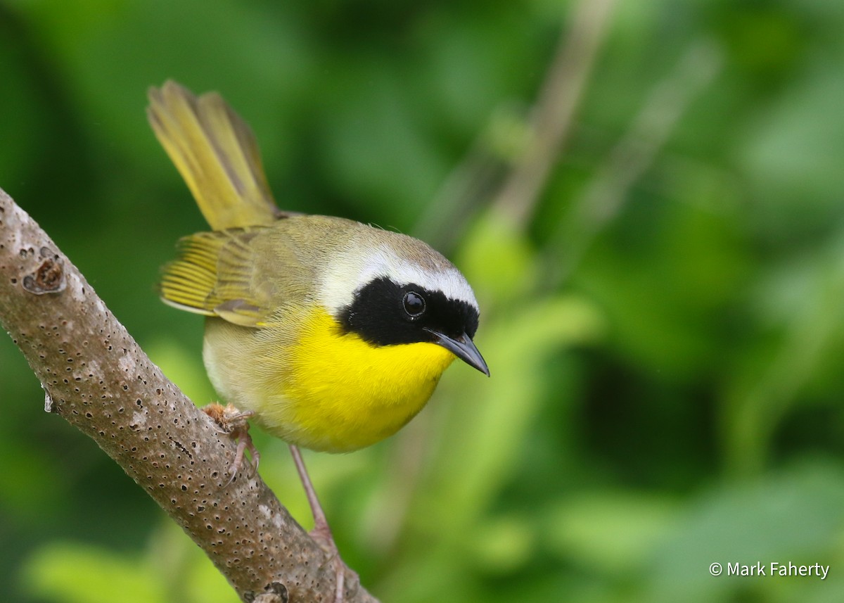 Common Yellowthroat - ML636105586