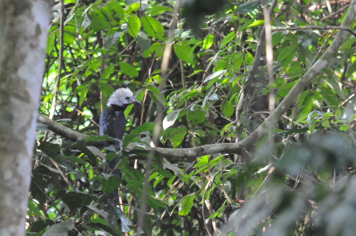 Western Long-tailed Hornbill - ML636105606