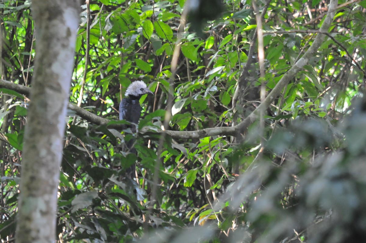 Western Long-tailed Hornbill - ML636105608