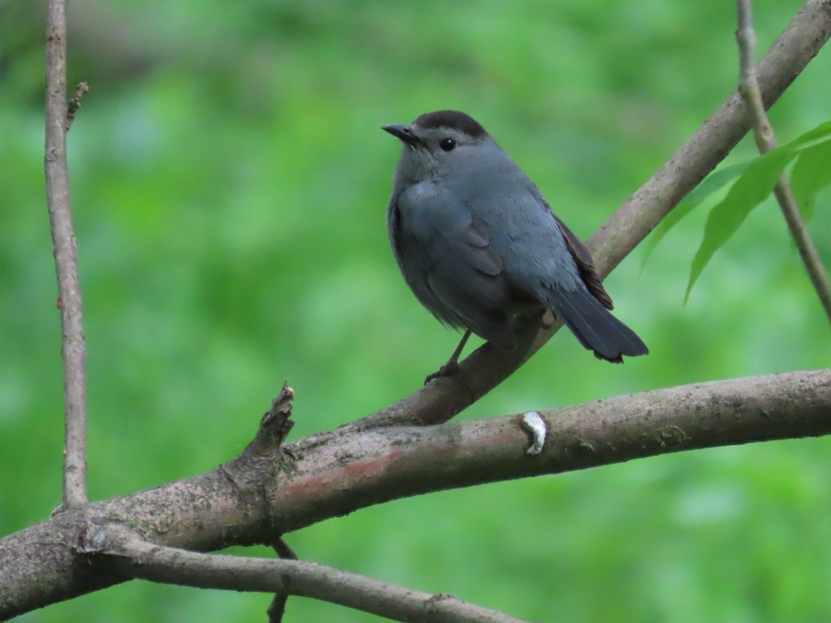 Gray Catbird - ML636105647