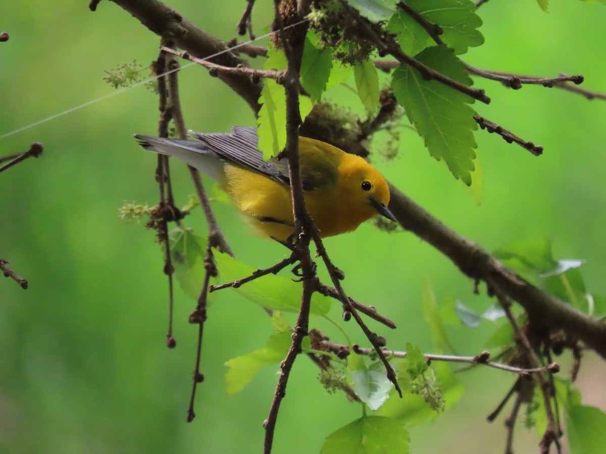 Prothonotary Warbler - ML636105680