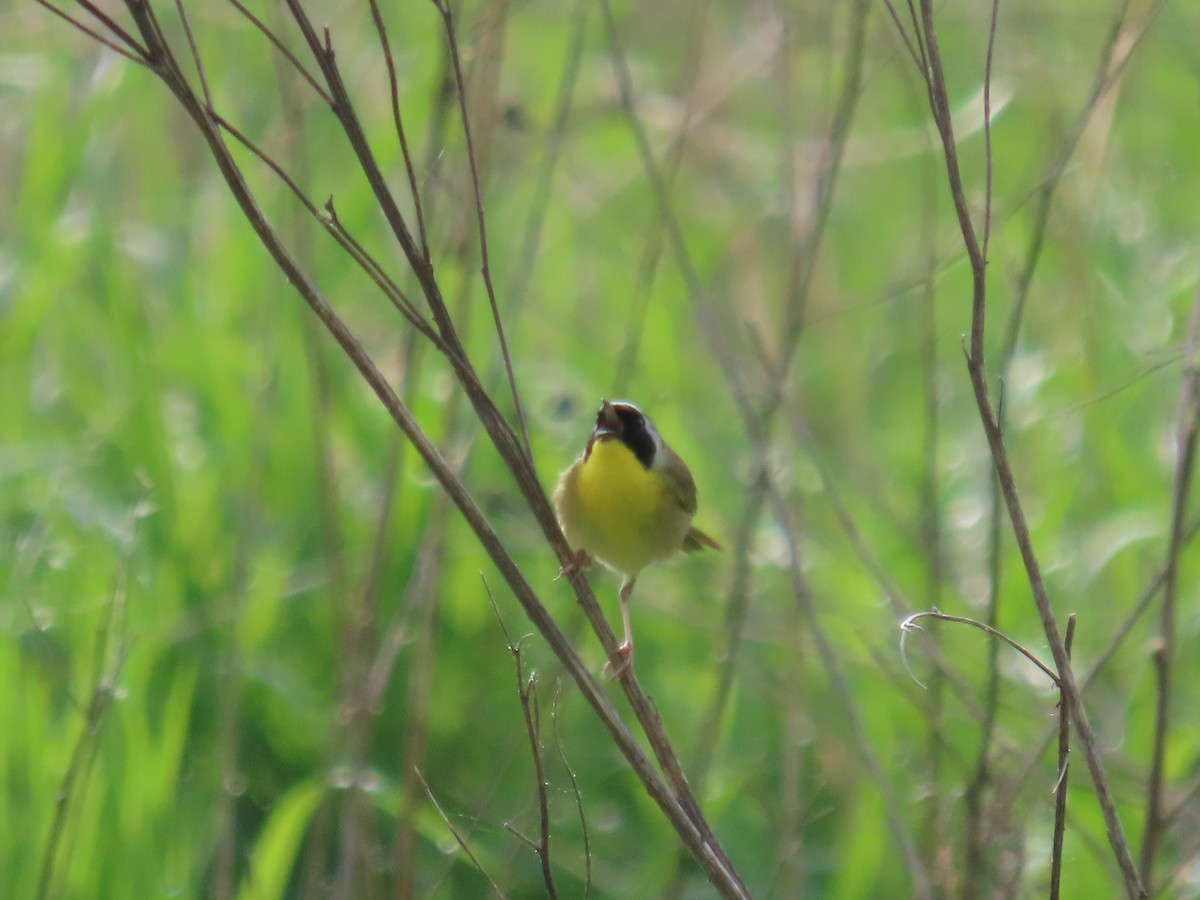 Common Yellowthroat - ML636105703