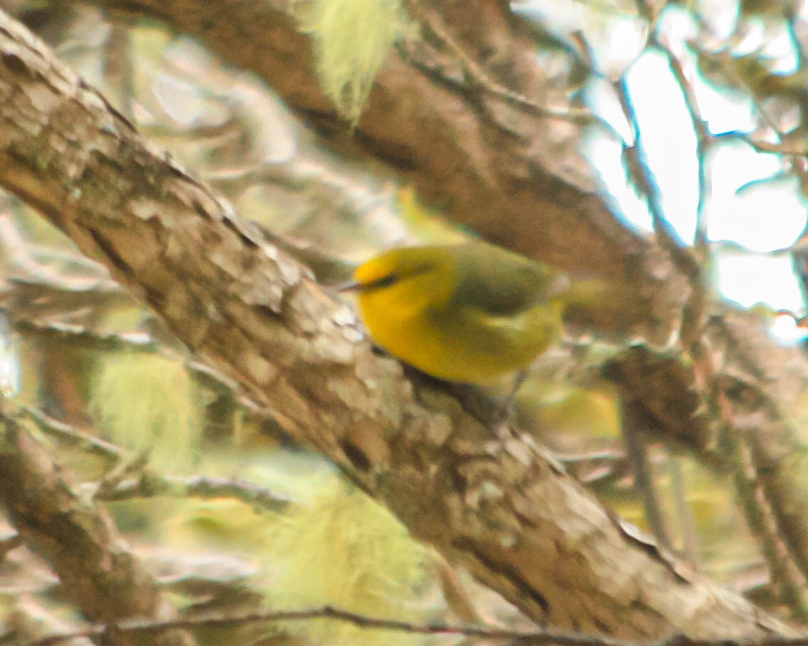 Maui Alauahio - ML636105711