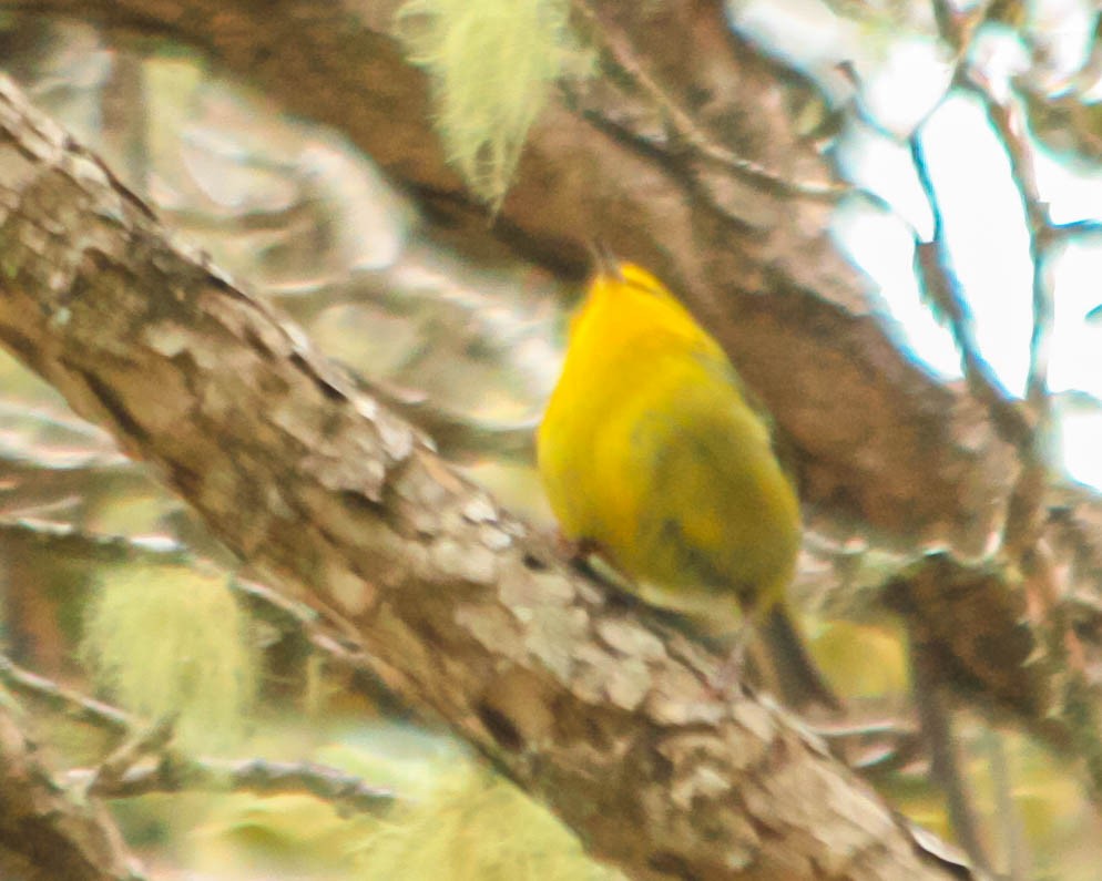 Maui Alauahio - ML636105713