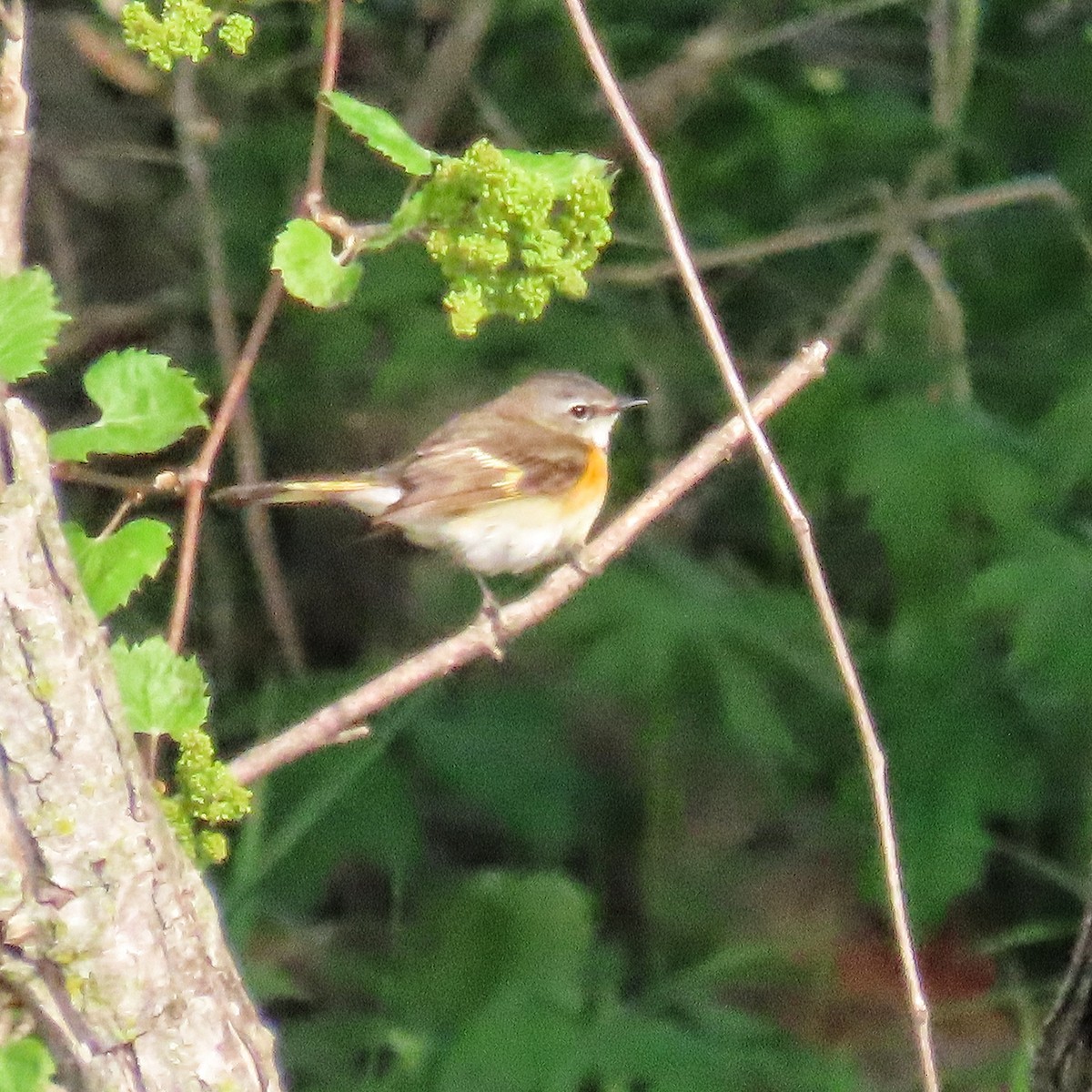 American Redstart - ML636105837