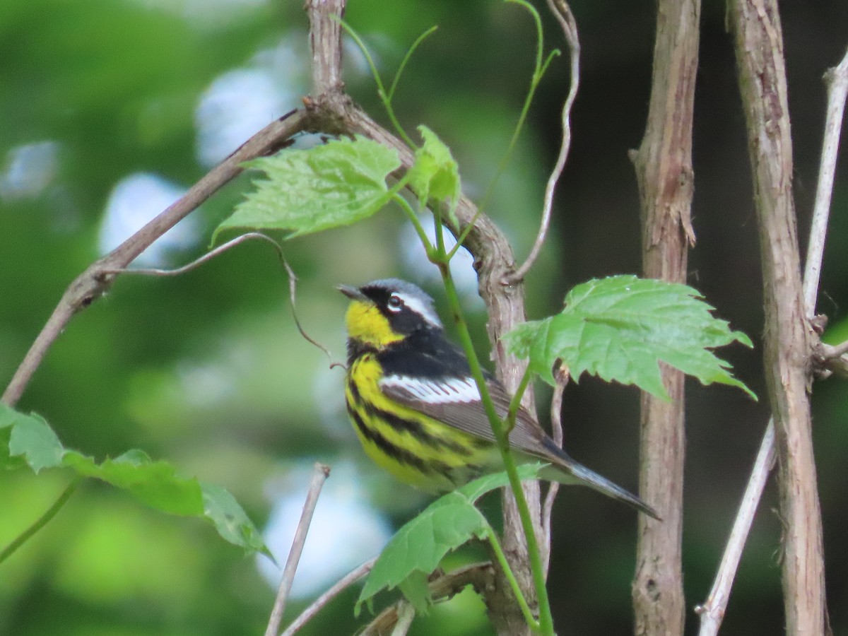 Magnolia Warbler - ML636105846