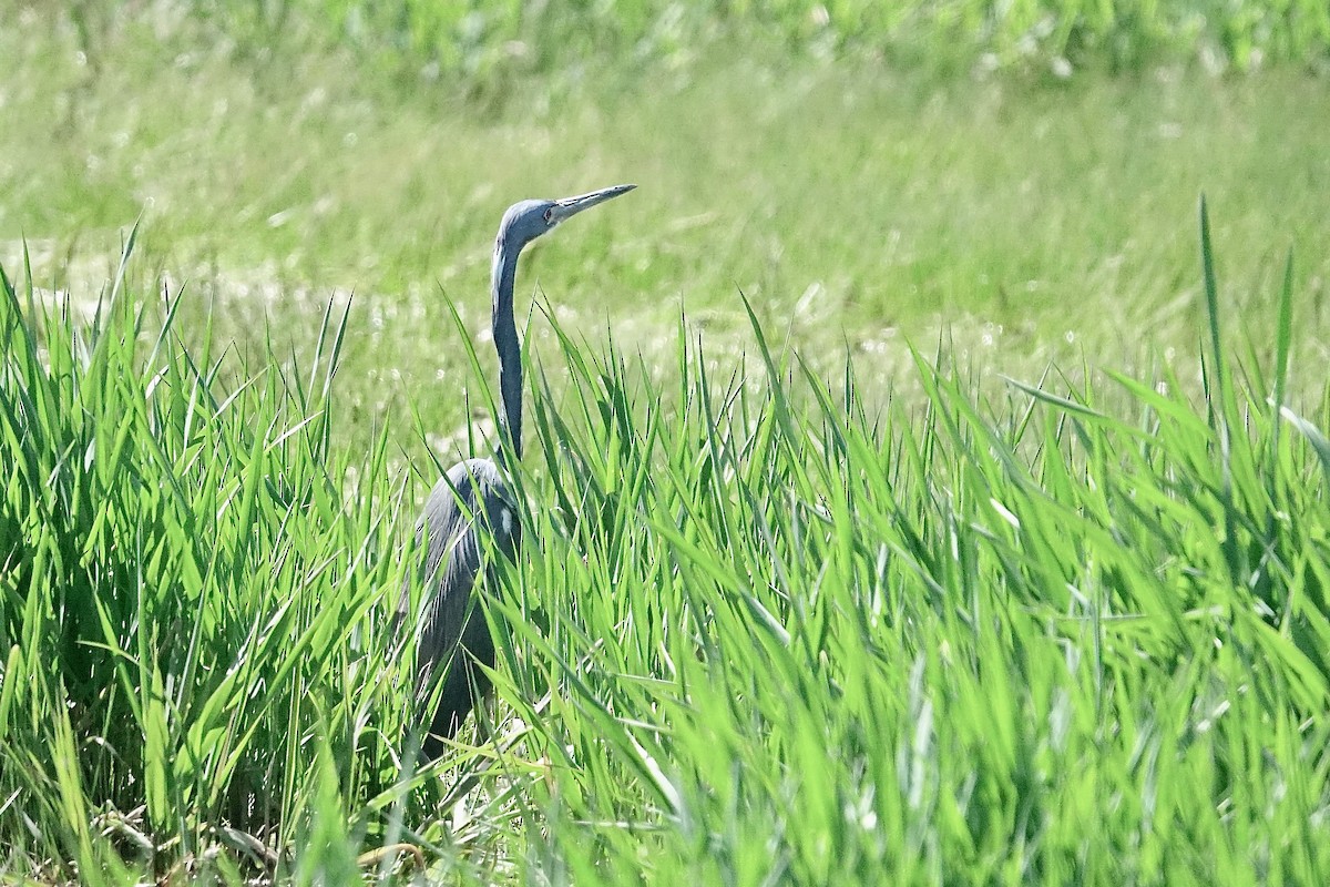 Tricolored Heron - ML636105879