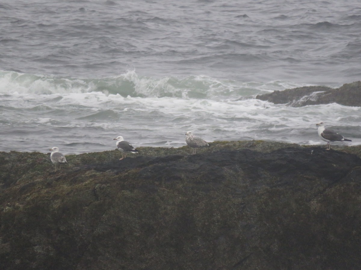 Lesser Black-backed Gull - ML636106013