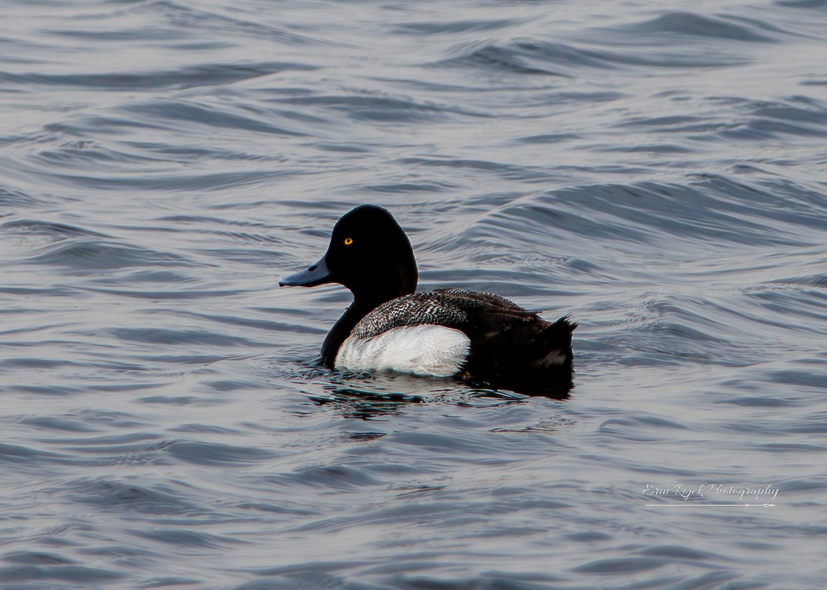 eBird Checklist - 17 May 2025 - Isles of Shoals--Star Island, Rye - 93 ...