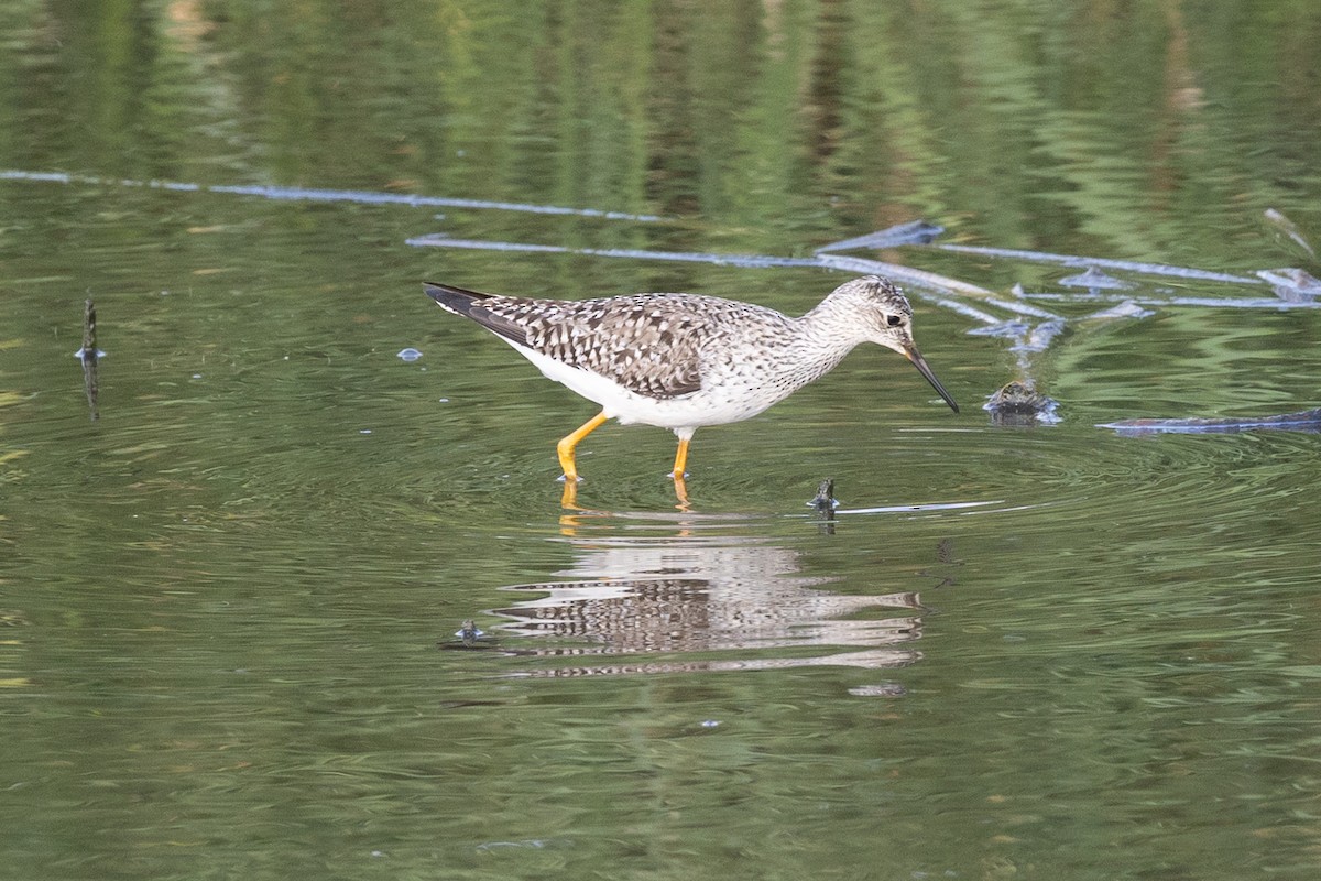 Lesser Yellowlegs - ML636106104