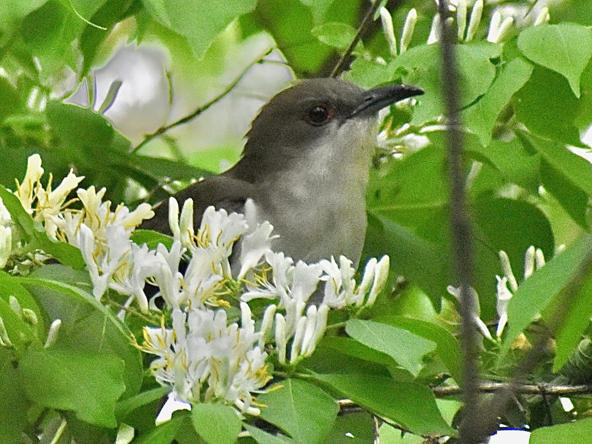 Kara Kuyruklu Guguk - ML636106131