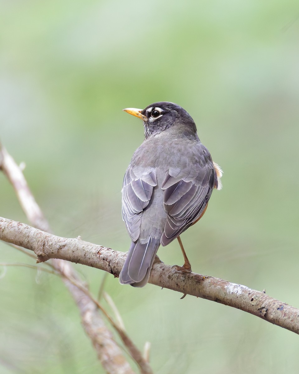 American Robin - ML636106218