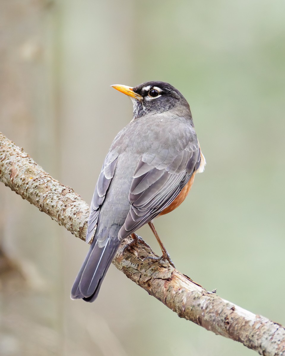 American Robin - ML636106220