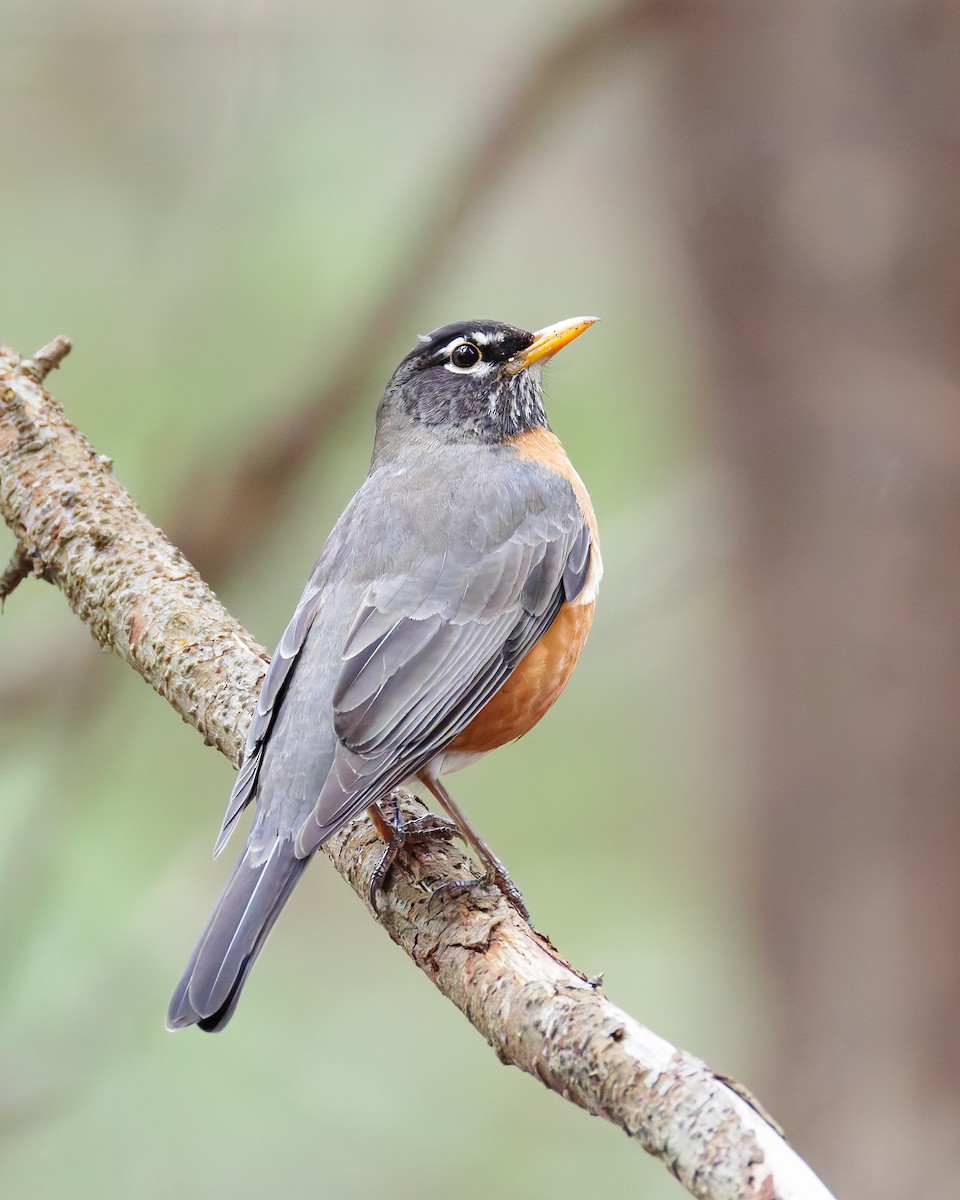 American Robin - ML636106221