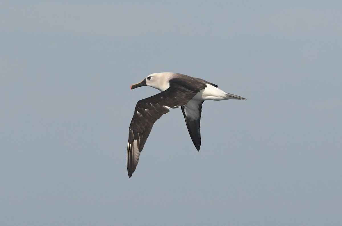 Atlantic Yellow-nosed Albatross - ML636106267
