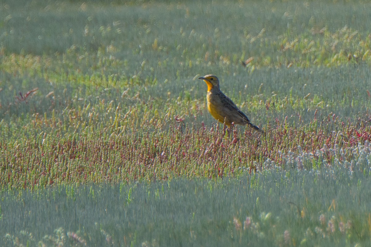 Orange-throated Longclaw - ML636106352