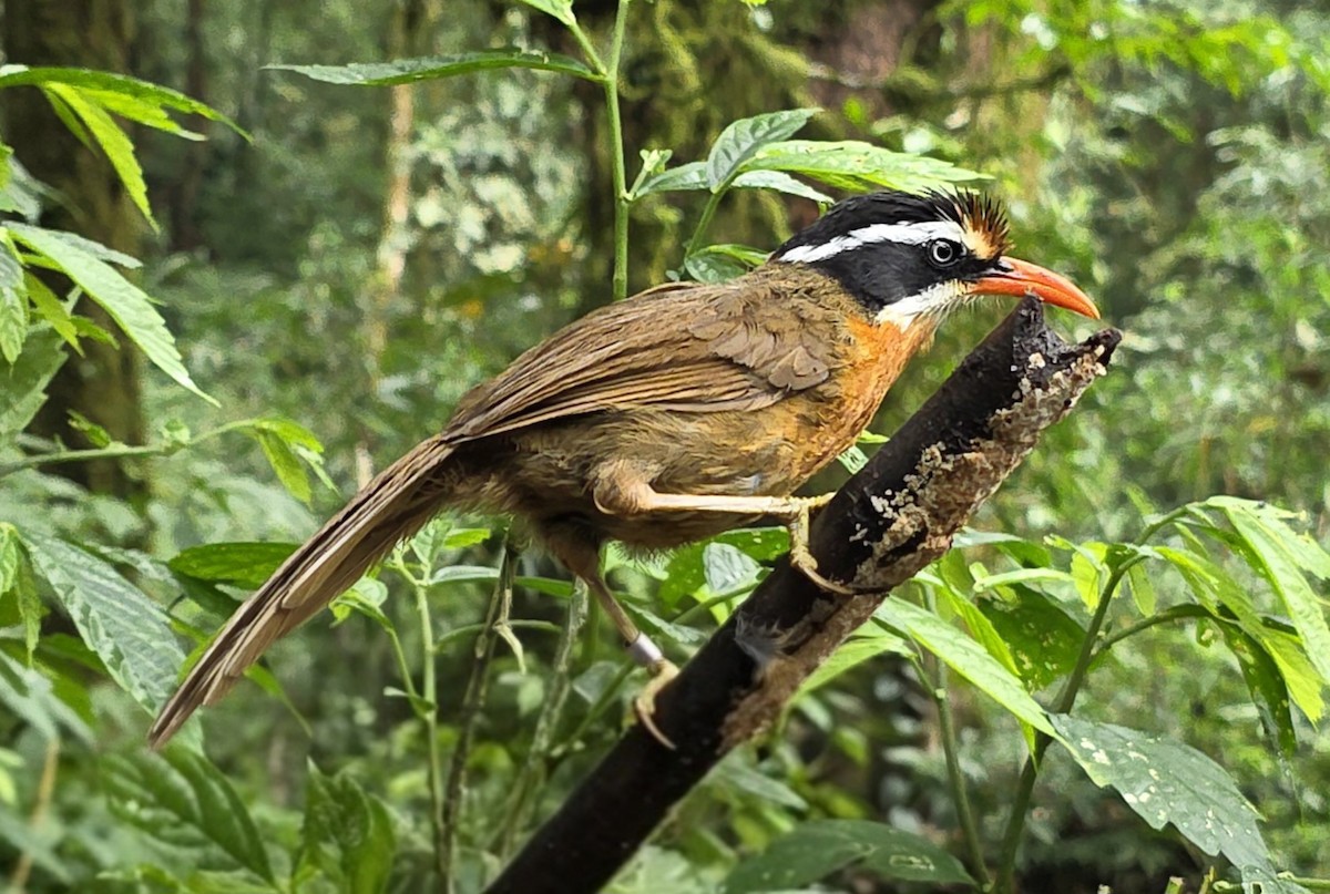 Black-crowned Scimitar-Babbler - ML636106401