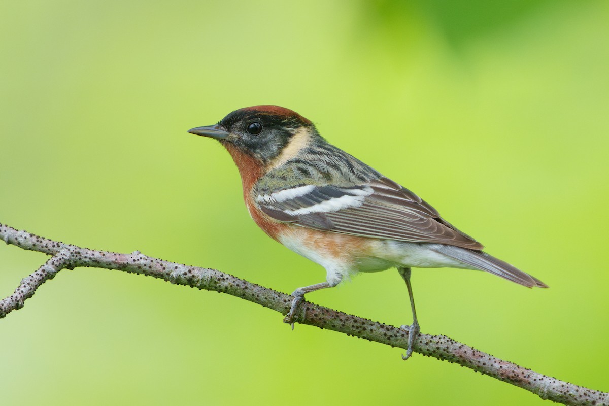 Bay-breasted Warbler - ML636106418