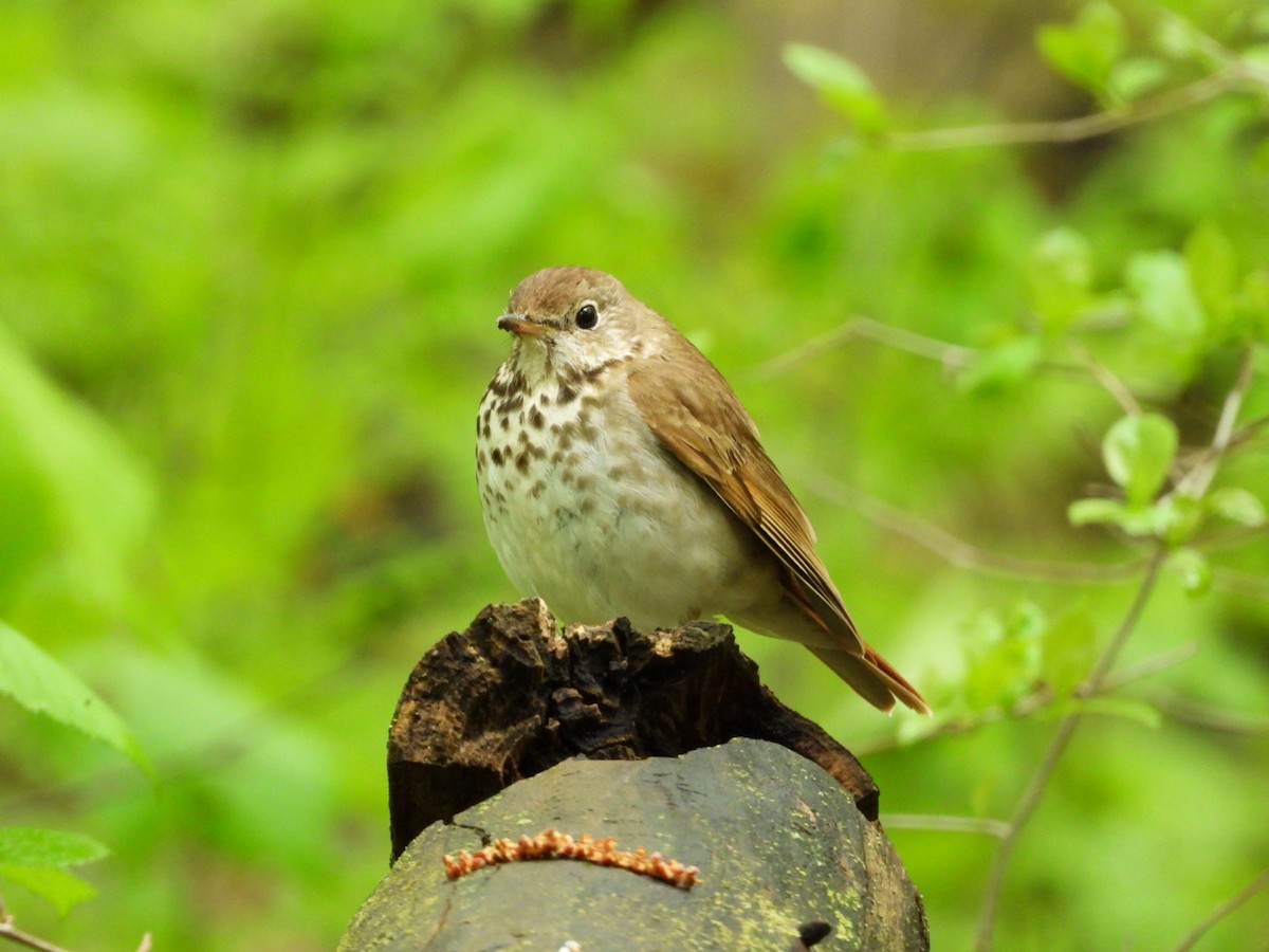 Hermit Thrush - ML636106443