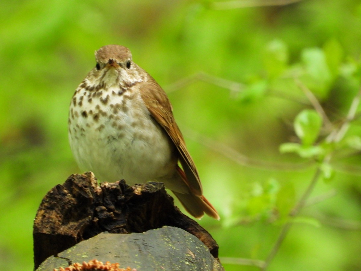 Hermit Thrush - ML636106445