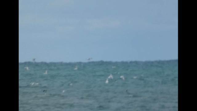 Black-headed Gull - ML636106459