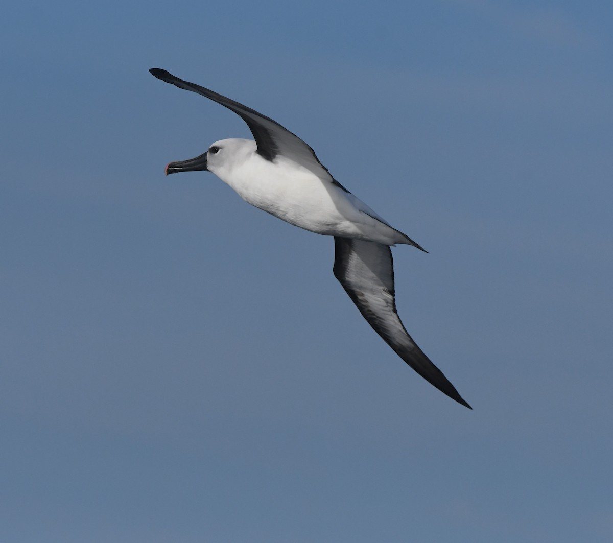 Atlantic Yellow-nosed Albatross - ML636106471