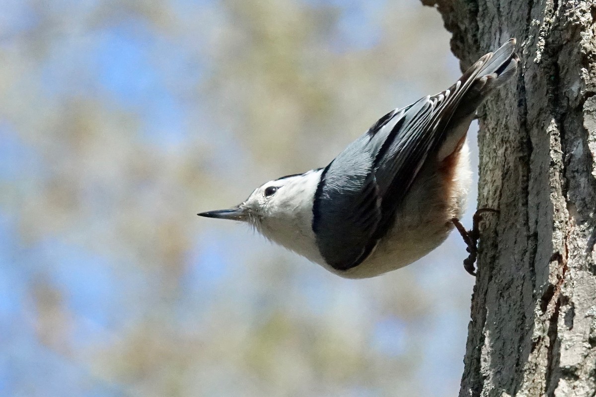 White-breasted Nuthatch - ML636106517