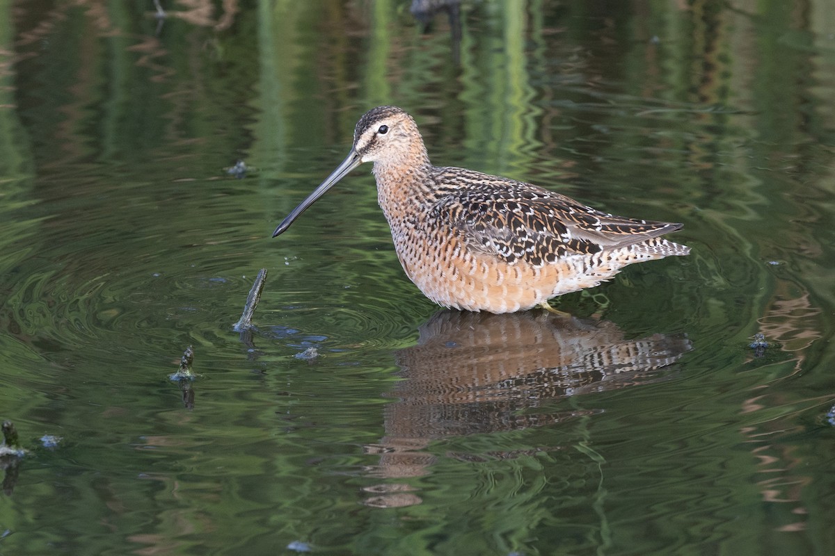 Long-billed Dowitcher - ML636106550
