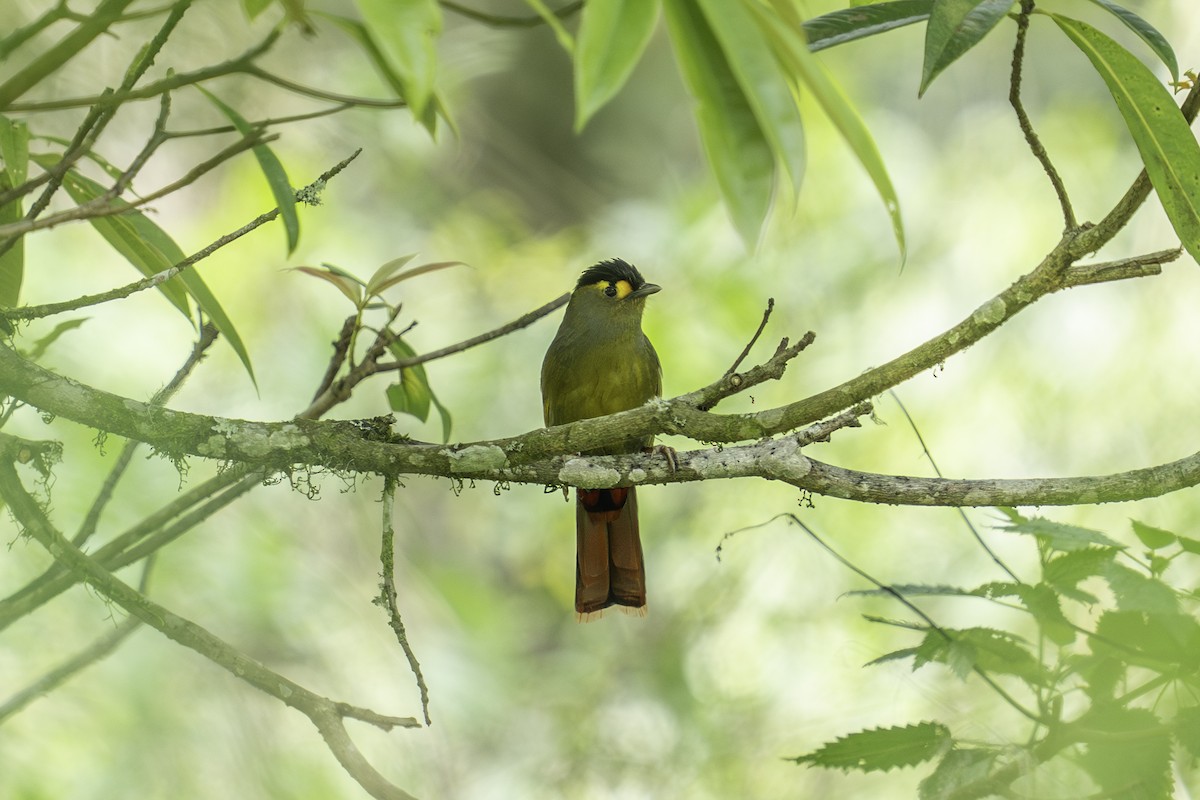 Bugun Liocichla - ML636106566