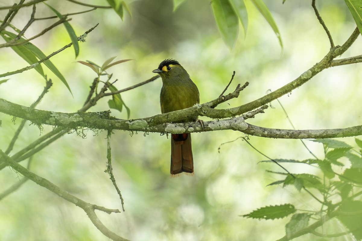 Bugun Liocichla - ML636106567