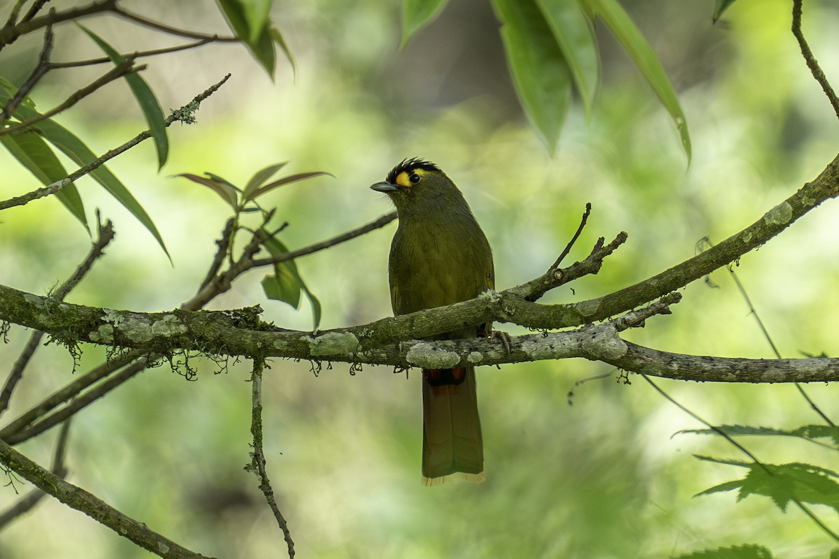 Bugun Liocichla - ML636106568